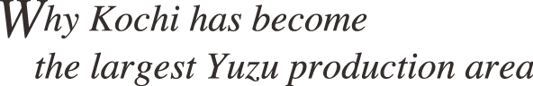 Why Kochi has become the largest Yuzu production area